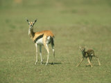 Thomsons Gazelle, Mother with Newborn, Kenya Lámina fotográfica por Adam Jones Thomsons Gazelle, Mother with Newborn, Kenya Lámina fotográfica por Adam Jones