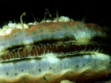 Great Scallop, Showing Eyes, North Wales Photographic Print by Paul Kay