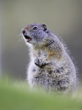 Uinta Ground Squirrel, Adult Calling Alarm as Warning to Others in Colony, Wyoming, USA Lámina fotográfica por Mark Hamblin