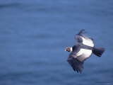 Andean Condor, Adult Male Flying Over Atacam Desert Coast, Peru Photographie par Mark Jones