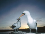Nazca Booby, Courting Pair, Galapagos Photographie par Mark Jones