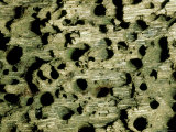 Worm Riddle Wooden Piling, Komodo Island, Indonesia Photographic Print by Paul Kay