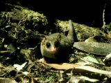 Marsupial Mouse, "Monita Del Monte" South Chile Photographic Print by Rodger Jackman