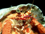 Red Hermit Crab, Madeira, Atlantic Photographic Print by Paul Kay