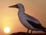 Nazca Booby, Cliff Edge Roosting Spot at Sunset, Galapagos Photographie par Mark Jones