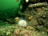 Sea Urchin Underwater, West Scotland, UK Photographic Print by Paul Kay