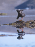 Giant Coot, Building Floating Nest, Lauca National Park, Chile Photographic Print by Mark Jones