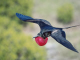 Great Frigate Bird, Male in Flight with Fully Inflated Courtship Air Balloon, Galapagos Photographie par Mark Jones