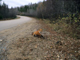 Red Fox, Caught in a Snare, Quebec, Canada Photographie par Philippe Henry