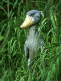 Shoebill Stork, Balaeniceps Rex, Zaire and Uganda Lámina fotográfica por Adam Jones