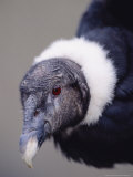 Andean Condor Reina Pacha, Hacienda Zuleta, Ecuador Lámina fotográfica por Mark Jones