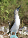 Blue Footed Booby, Male, Galapagos Photographie par Mark Jones