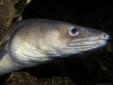 Conger Eel, Close up of Head, County Kerry, Ireland Photographic Print by Paul Kay