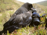 Common Raven, and Camera, Iceland Photographic Print by Philippe Henry