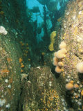 Rocky Reef Scene with Rocky Reef Community, County Kerry, Ireland Photographic Print by Paul Kay