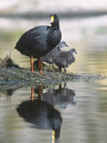 Giant Coot, with Chicks on Floating Nest, Lauca National Park, Chile Photographie par Mark Jones