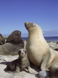 New Zealand (Hooker) Sea Lion, Cow Bonding with Young Pup, Auckland Group Photographie par Mark Jones