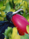 Great Frigate Bird, Courting Male with Fully Inflated Gular Pouch, Galapagos Photographie par Mark Jones