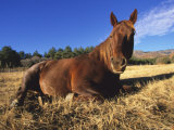 Horse, Resting, Colorado, USA Photographie par Philippe Henry