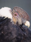 Andean Condor Adult Male in Prime Colours, Hacienda Zuleta, Ecuador Lámina fotográfica por Mark Jones
