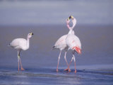 Jamess Flamingo, Males Squabbling, Laguna Hedionda, Bolivia Photographic Print by Mark Jones