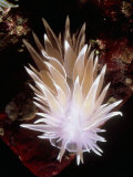 Alabaster Nudibranch, Barkley Sound, Canada Photographie par Rodger Jackman