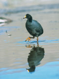 Giant Coot, Endemic to High Andes, Lauca National Park, Chile Photographie par Mark Jones