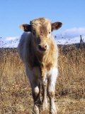 Texas Longhorn, Calf Standing, Colorado, USA Photographie par Philippe Henry