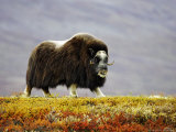 Musk Ox, Adult Female Walking Across Tundra in Autumn, Norway Lámina fotográfica por Mark Hamblin