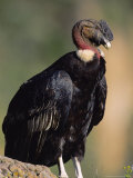 Andean Condor, Adult Male, Colca Canyon, Southern Peru Lámina fotográfica por Mark Jones