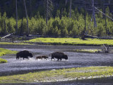 Bison, Two Adult Cows with Calves Crossing Madison River, USA Photographic Print by Mark Hamblin
