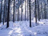 Forest in Winter, Alsace, France Photographic Print by Philippe Henry