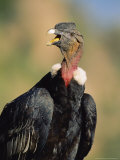 Andean Condor, Adult Male, Colca Canyon, Southern Peru Photographie par Mark Jones