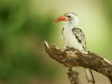 Red-Billed Hornbill, Samburu NR, Kenya Photographie par Adam Jones