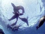 Galapagos Sea Lion, Frolicking Underwater, Galapagos Photographic Print by Mark Jones
