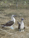 Blue Footed Booby, Shading Eggs from Hot Sun, Galapagos Photographie par Mark Jones