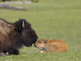 Mark Hamblin - Bison, Young Calf and Mother Laid Down Resting in Meadow, USA Fotografická reprodukce Mark Hamblin - Bison, Young Calf and Mother Laid Down Resting in Meadow, USA Fotografická reprodukce