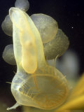 Hooded Nudibranch, Feeding, Bc Reprodukcja zdjęcia autor Rodger Jackman Hooded Nudibranch, Feeding, Bc Reprodukcja zdjęcia autor Rodger Jackman