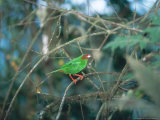 Grass Green Tanager, Mindo Valley, Ecuador Photographie par Mark Jones