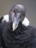 Andean Condor, Adult Female in Prime Colours, Hacienda Zuleta, Cayambe Photographie par Mark Jones