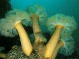 Plumose Anemone, Risga Pinnacle, Scotland Photographic Print by Paul Kay