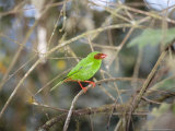 Grass Green Tanager, Mindo Valley, Andes, Ecuador Photographie par Mark Jones