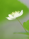 Rue Anemone, Anemonella Thalictroides Flower, Great Smoky Mtn National Park, TN Photographic Print by Adam Jones Rue Anemone, Anemonella Thalictroides Flower, Great Smoky Mtn National Park, TN Photographic Print by Adam Jones