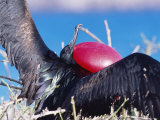 Great Frigate Bird, Male in Courtship Display, Genovesa Island, Galapagos Lámina fotográfica por Mark Jones Great Frigate Bird, Male in Courtship Display, Genovesa Island, Galapagos Lámina fotográfica por Mark Jones