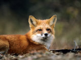 Red Fox, Lying, Quebec, Canada Photographic Print by Philippe Henry