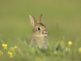 Rabbit, Youngster Emerging from Burrow in Field of Buttercups, Scotland Photographie par Mark Hamblin