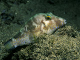 Sharpnose Puffer, Lanzarote, Canary Islands Photographic Print by Paul Kay