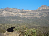 Spectacled Bear Male in Dry Forest Habitat, Peru Photographic Print by Mark Jones