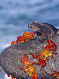 Marine Iguana & Sally Lightfoot Crabs, Mosquera Island, Galapagos Photographic Print by Mark Jones