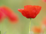 Common Poppy, Close-up of Single Flower in Arable Field, Scotland Lámina fotográfica por Mark Hamblin